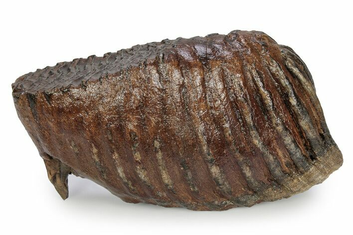 Fossil Woolly Mammoth Lower M Molar - Poland #357016